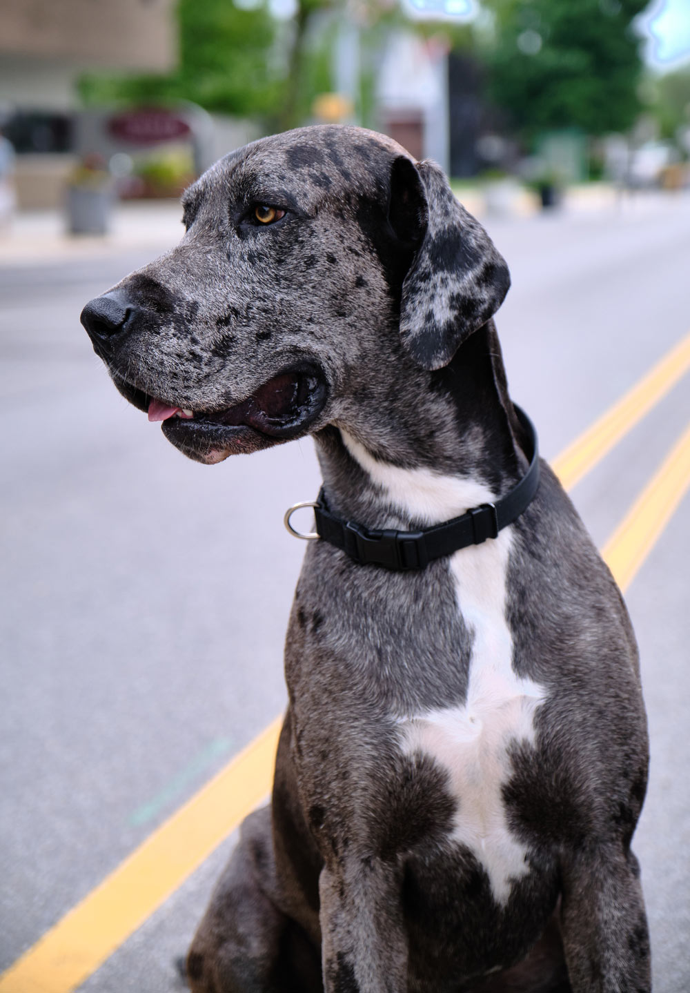 A dog enjoying a First Fridays event in Goshen