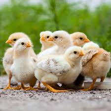 Who is ‘The Poultry Princess?’ Find out Tuesday