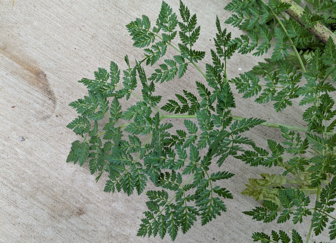 Poison Helmlock Leaves