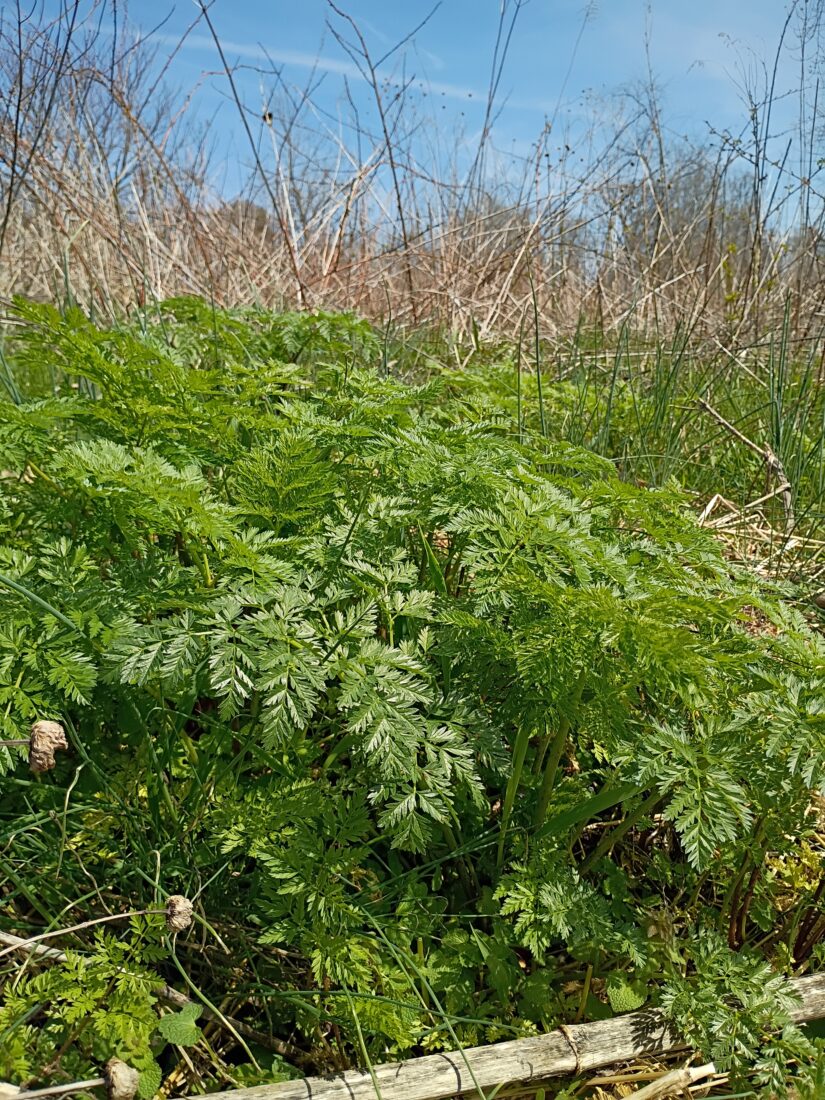 Poison Helmock rosette