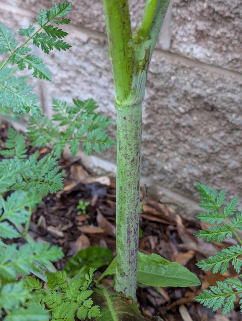 Stem of Posion Hemlock