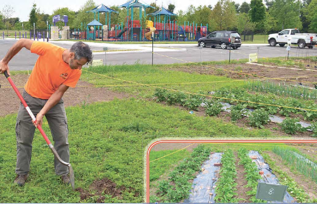 Photo of a gardener tilling the soil of Hay Park's community garden.