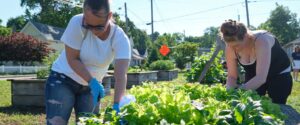 Photo of two gardeners caring for the plants of their garden plots.